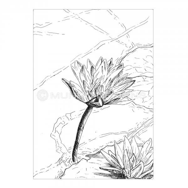 600x600 White Water Lily