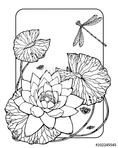 400x500 Coloring Page With Water Lily Dragonfly Stock Photo