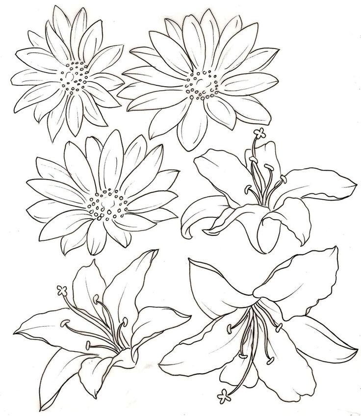 736x848 Collection Of Outline Lily Tattoo Sample