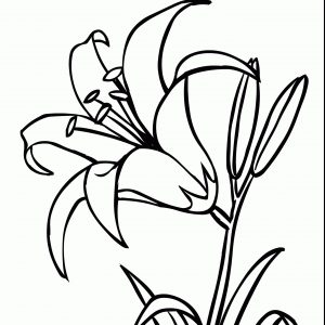 300x300 Coloring Pictures Of Lily Flowers Best Of Water Lily And Pad