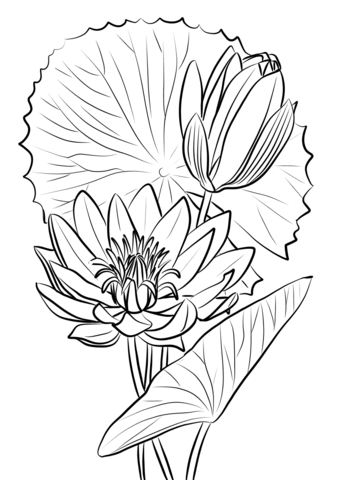 340x480 Egyptian Water Lily (Nymphaea Caerulea) Coloring Page Free