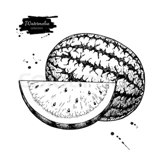 320x320 Watermelon Slice Vector Drawing. Isolated Hand Drawn Berry