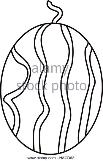 347x540 Drawing Watermelon Sweet Vitamin Nature Stock Photos Amp Drawing