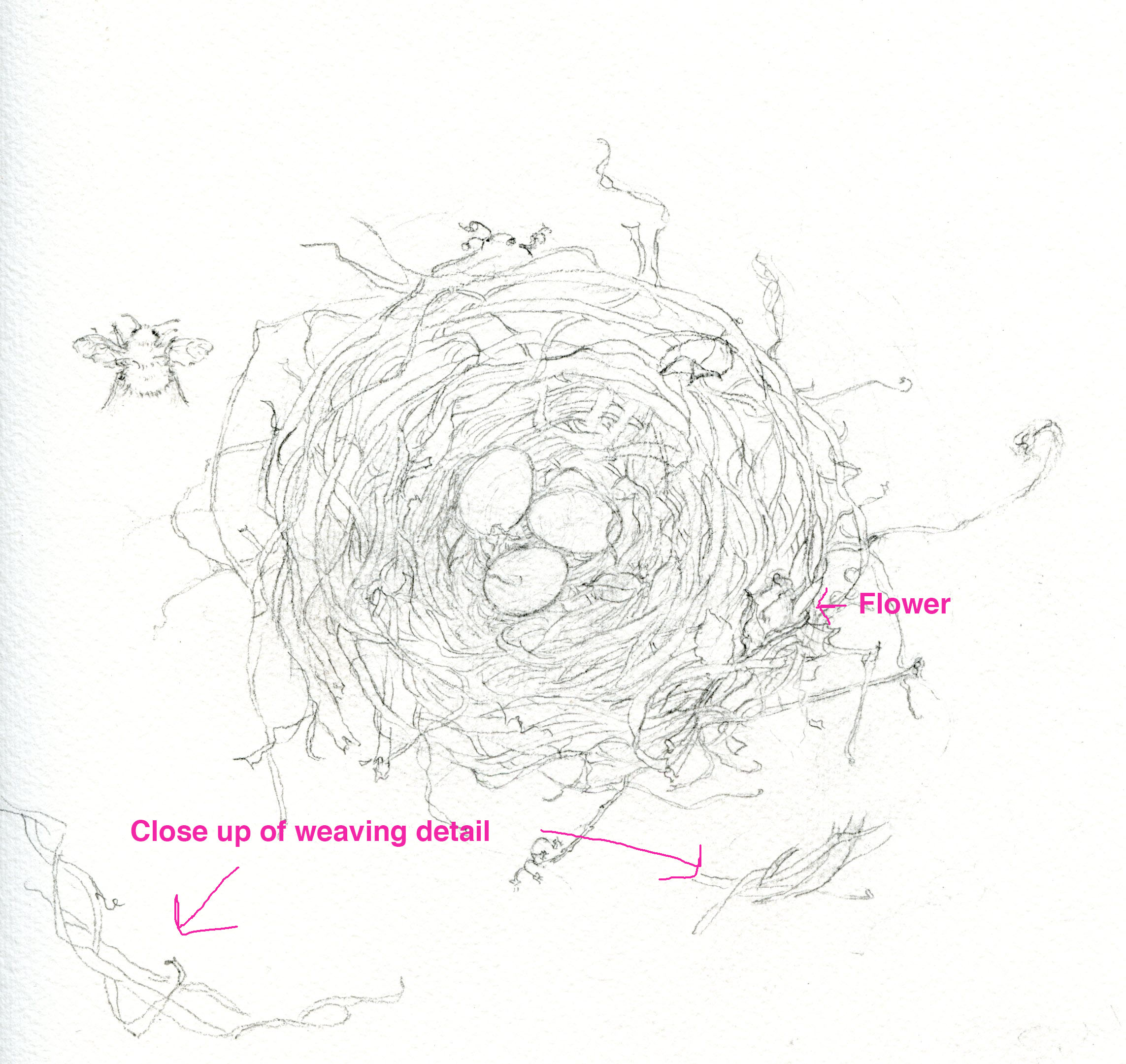 2286x2161 How To Draw A Bird's Nest And Add Color