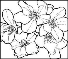 232x204 Practice Of Drawing A Rose In Water Colour Pencils For Sisters