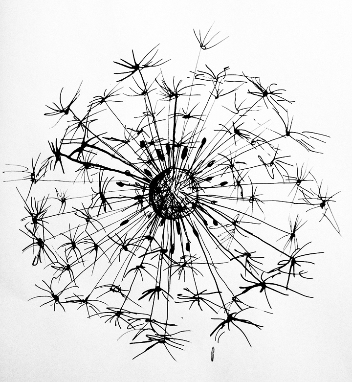 720x781 Pencil Sketch Pencil Art Sketches, Dandelions