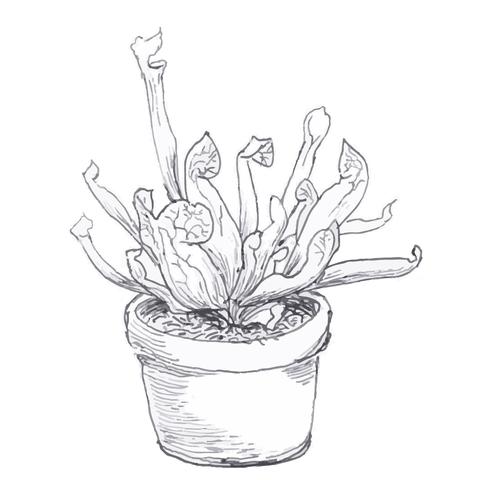 480x480 Pitcher Plant Art Terrarium