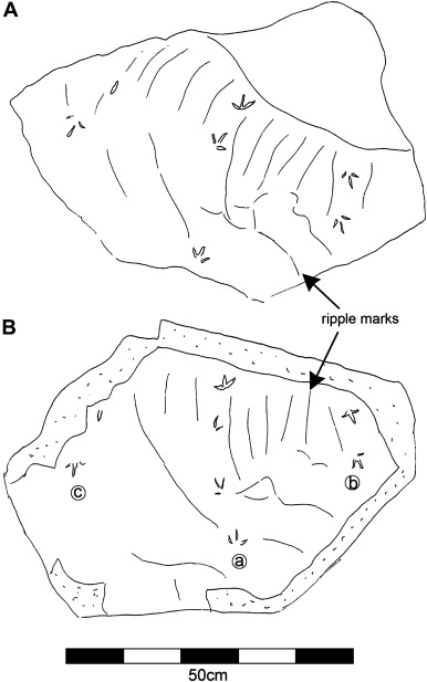 386x617 First Report Of Small Bird Track Koreanaornis