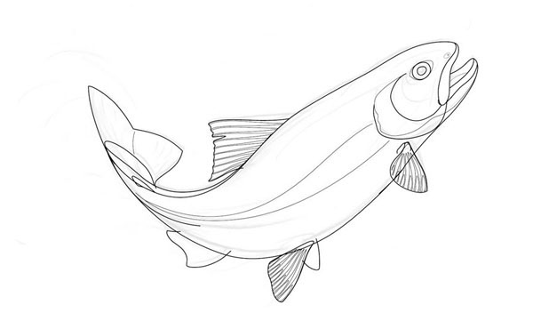 600x370 Drawing Of A Jumping Trout On Behance