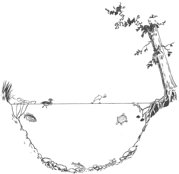 600x581 Missouri Stream Team Middle School Activity Guide