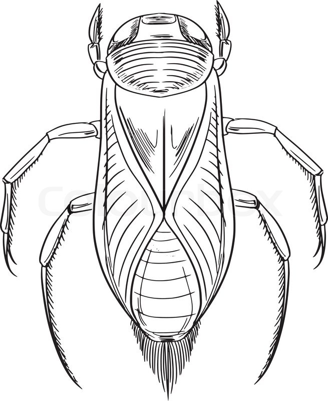 655x800 Sketch Of A Water Beetle Stock Vector Colourbox