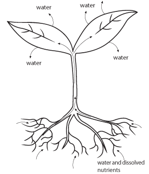 300x350 The Transpiration Stream Creative Classrooms