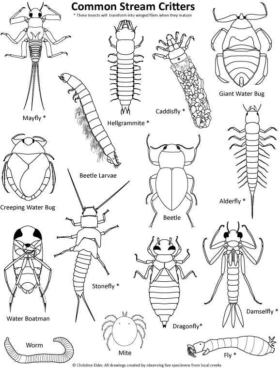 578x760 Stream Insects Page