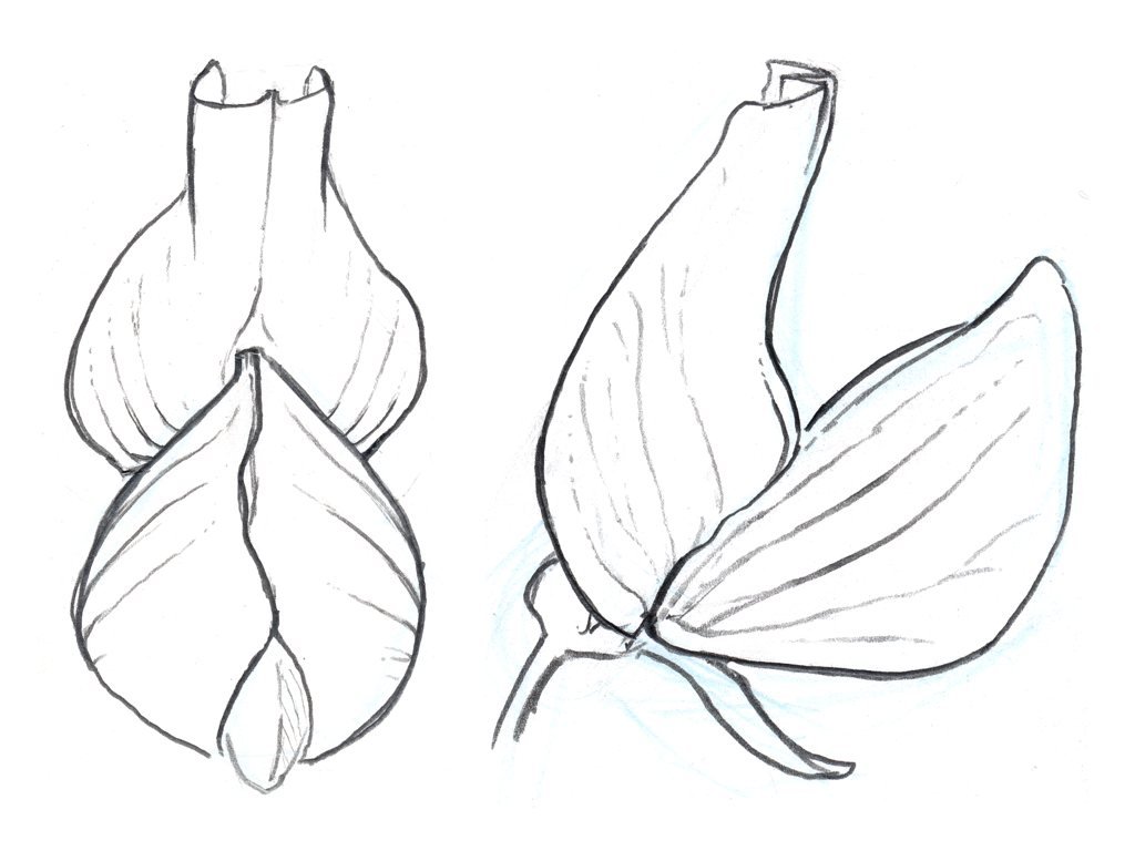 1024x768 Drawing Plants 2.062 001 Tattoo Drawings