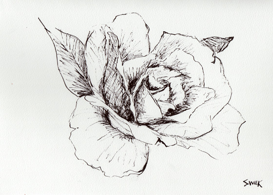 560x400 Rose In Gardens Of Versailles, Pen And Ink Drawing From France