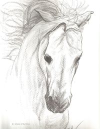 200x258 Horse Portrait Of A Grey Arabian Stallion Done In Pencil