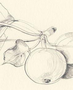 236x288 Rose Original Drawing N.1