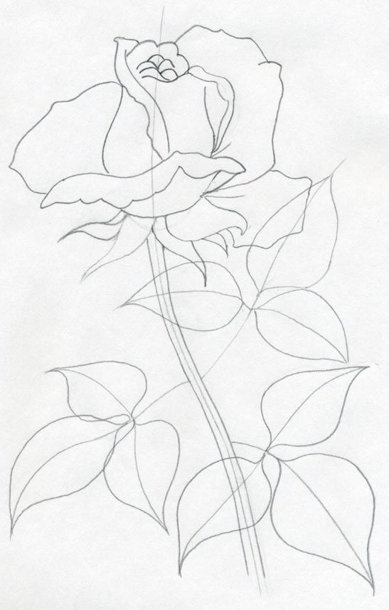 547x857 Draw A Rose Quickly, Simply And Easily Art Rose