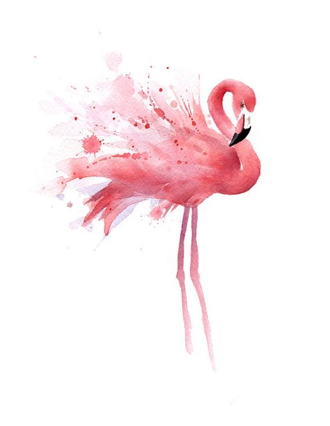 474x613 Flamingo Water Color Picture My Color Pictures