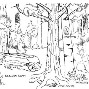 300x300 Forest And Waterfalls Coloring Page Coloring Sky