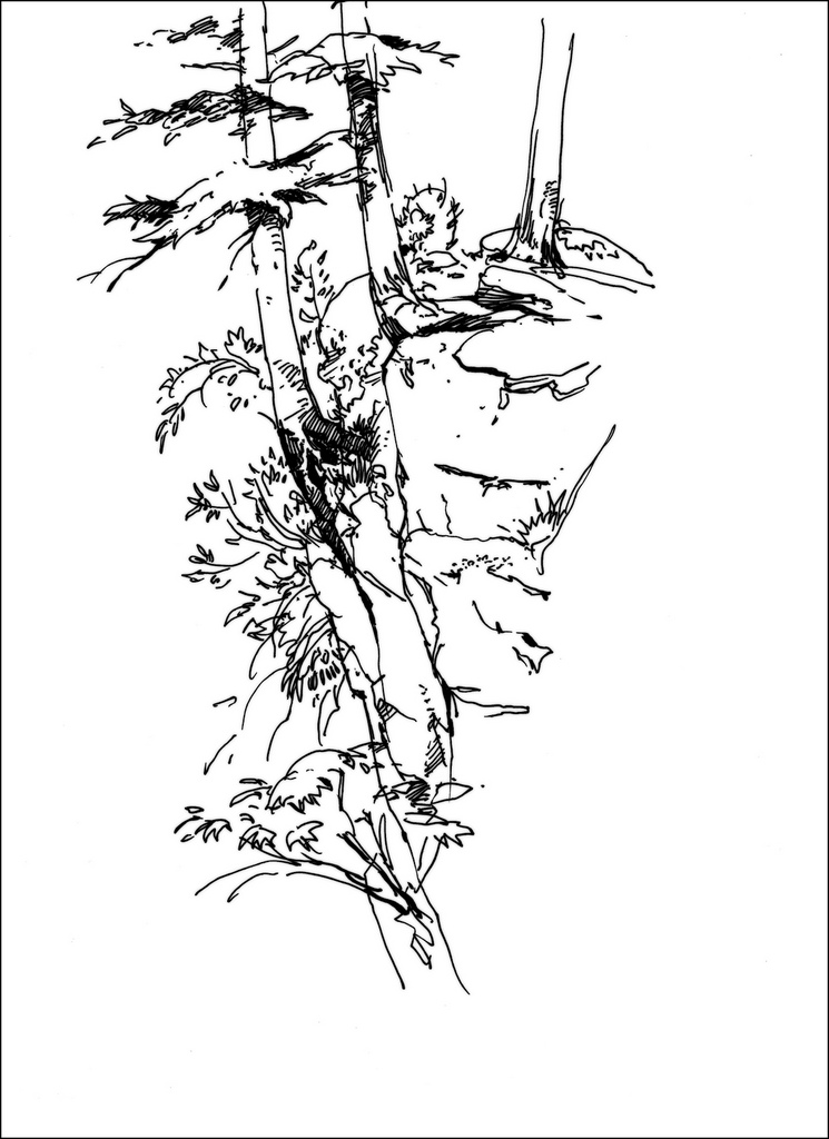 745x1024 Vancouver Island Tarosan