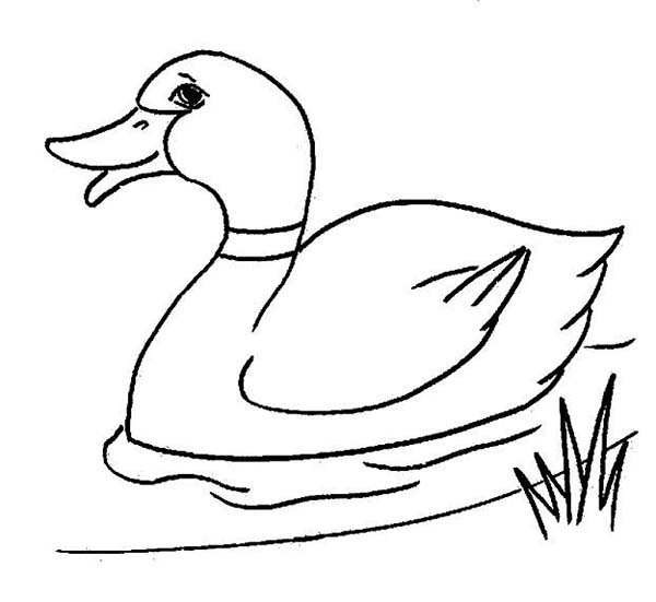 600x551 Duck Coloring Pages Nursery Room