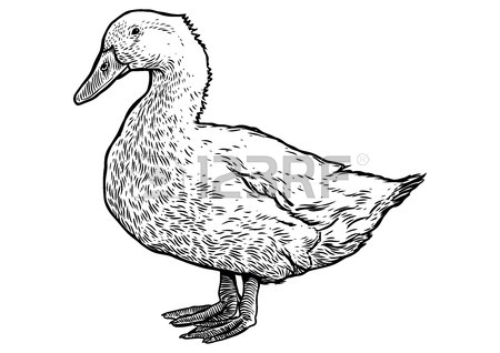 450x318 Duck Illustration, Drawing. Royalty Free Cliparts, Vectors,