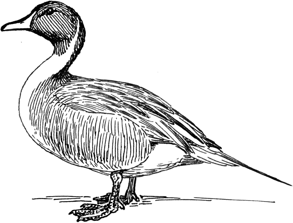 1011x768 Fileduck 1 (Psf).png