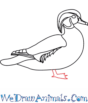 300x350 How To Draw A Wood Duck