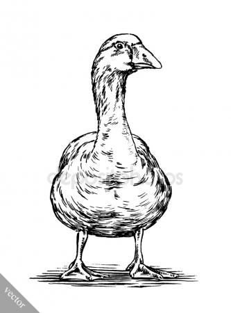 333x450 Engrave Ink Draw Isolated Duck Illustration Stock Vector