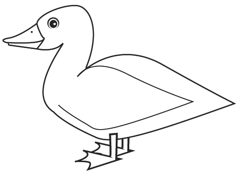 500x375 Coloring Duck