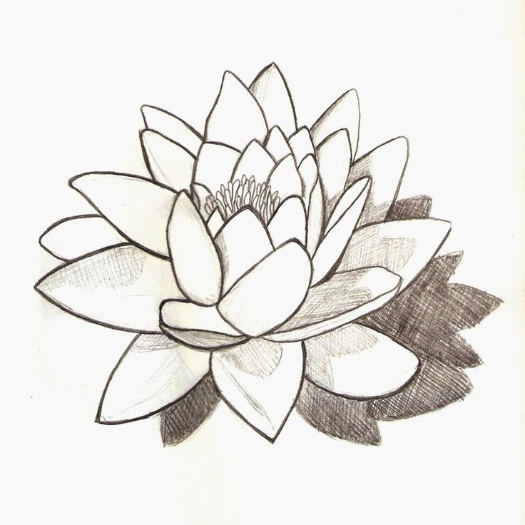 Waterlily Drawing