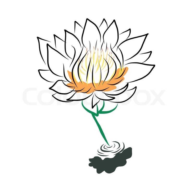 800x800 Hand Drawing Water Lily, Lotus, Flower Stock Vector Colourbox