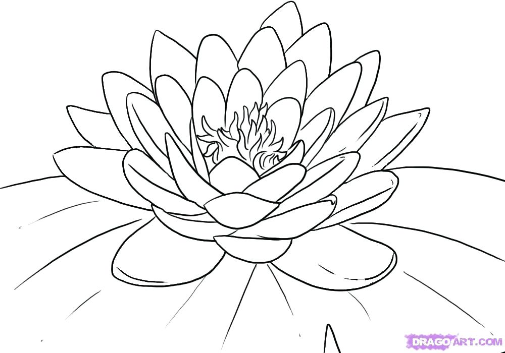 1000x700 Japanese Flower Drawing Pin Water Lily Flower 8 Media