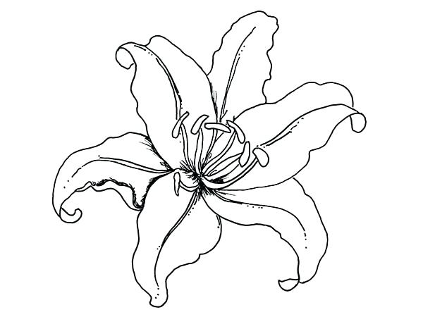 600x450 Lily Coloring Pages 12 Packed With Lily Flower Coloring Page Water