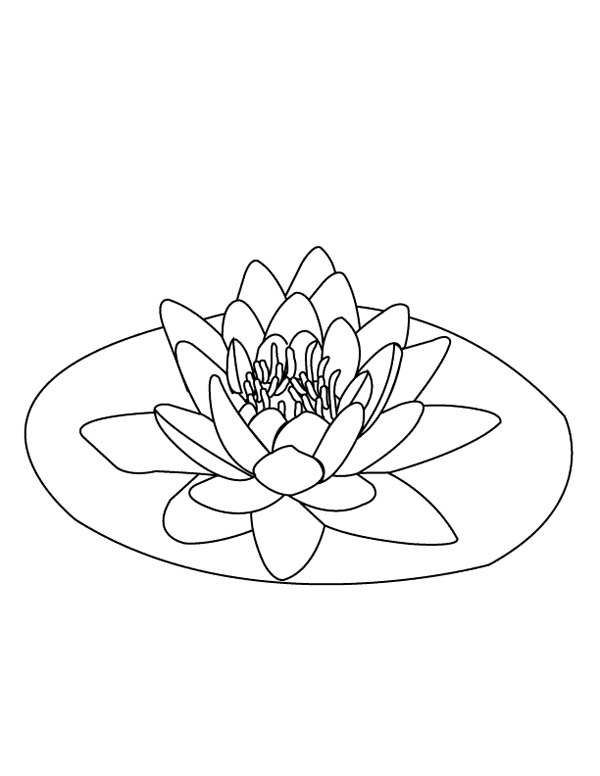 600x776 Lily Pad Coloring Sheets