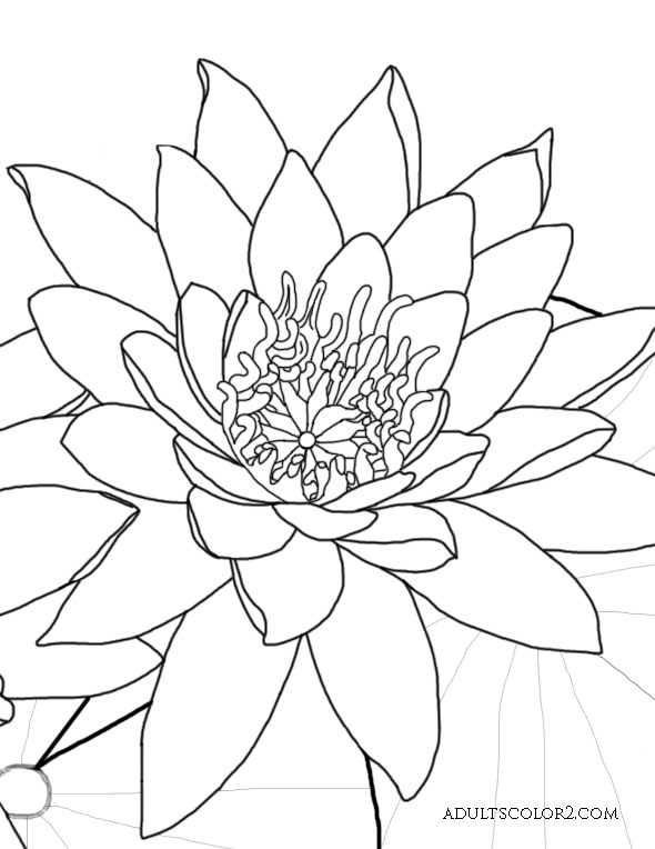 590x764 Lotus Flower Or Water Lily Coloring Page