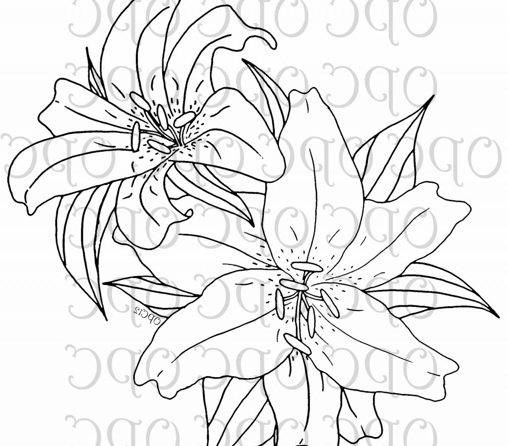 1024x900 Water Lilies Coloring Page To Print And Download Lily For Kids