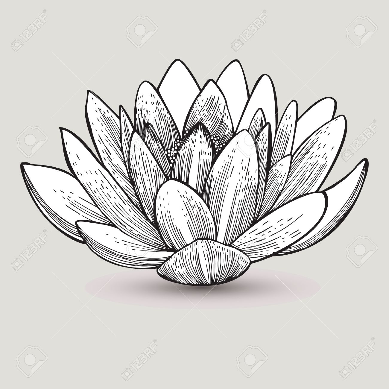 1300x1300 Water Lily Flower, Hand Drawing. Vector Illustration.