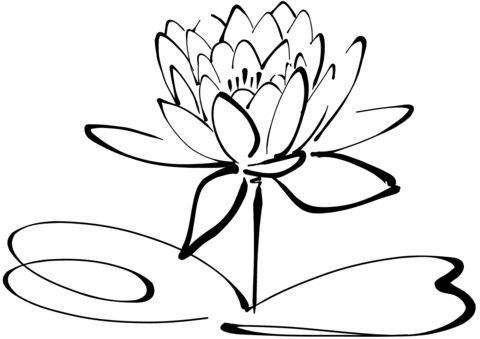 480x339 Water Lily Coloring Page Free Printable Coloring Pages