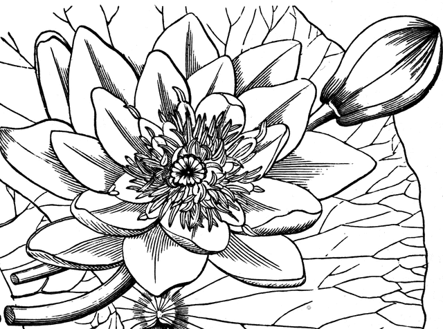 640x476 Water Lily Clipart Etc