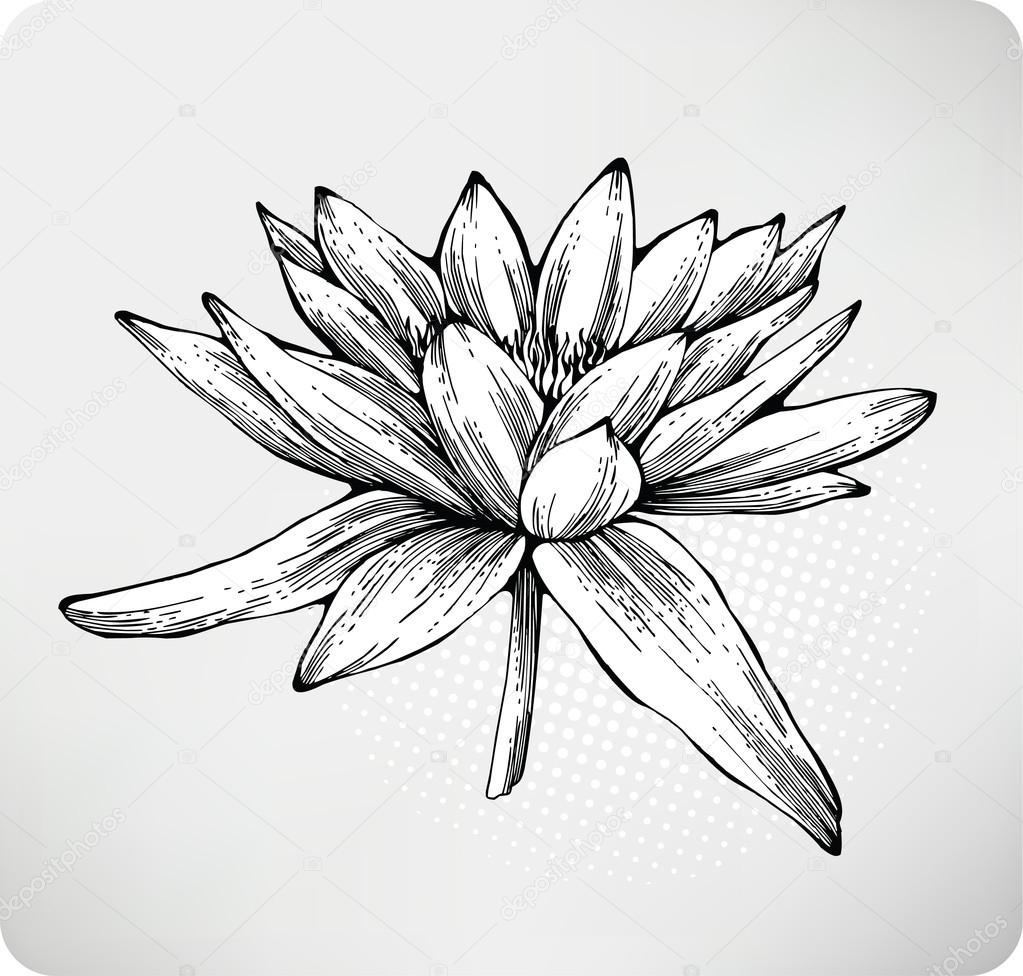 1023x976 White Water Lily Hand Drawing Stock Vector Mur34