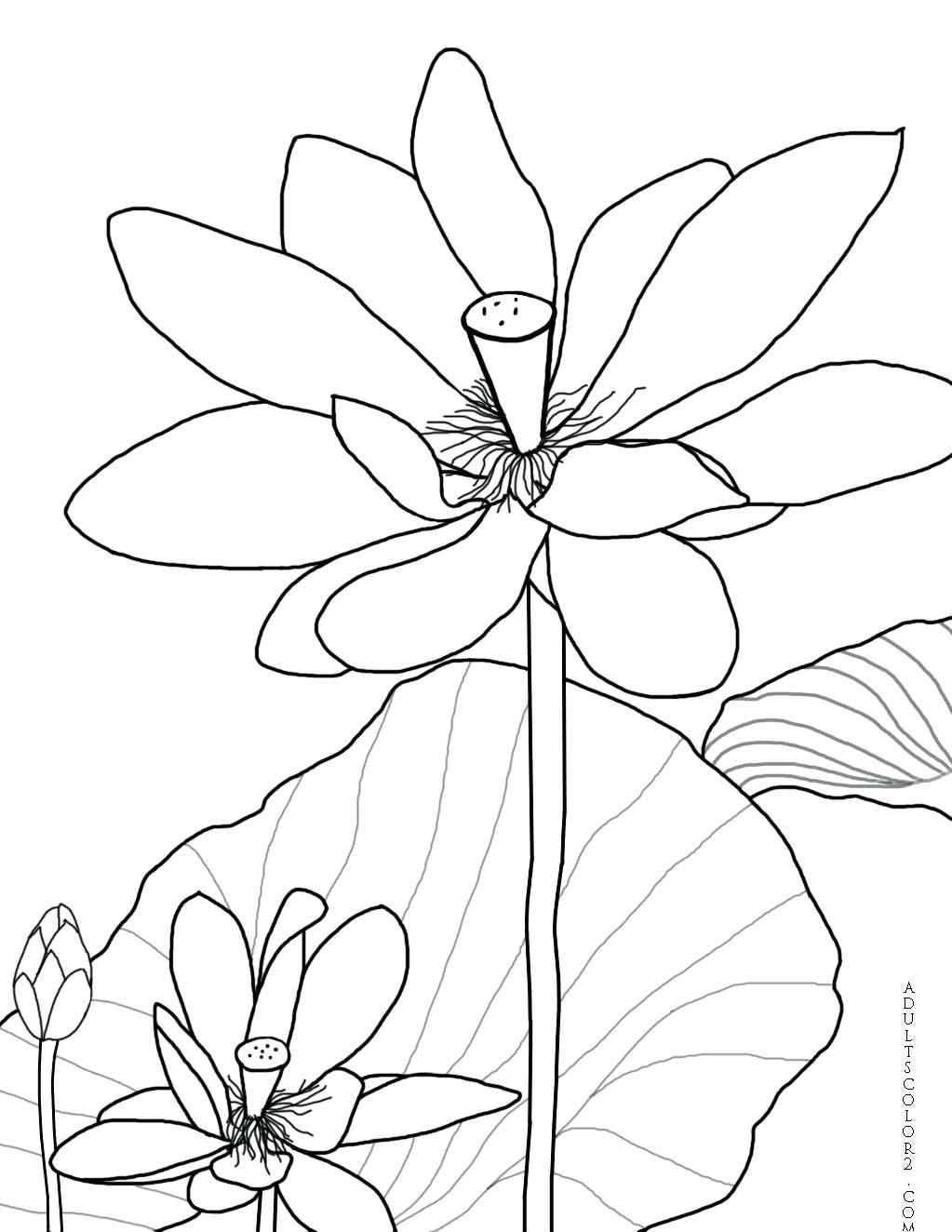1023x1324 Coloring Water Lily Coloring Page Religion Symbol Best Lotus