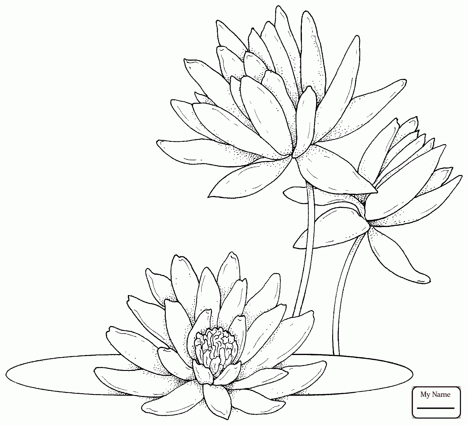 1530x1391 Coloring Pages Water Lily Water Lilies Flowers