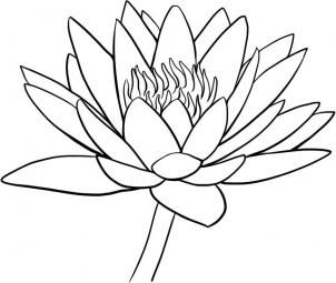 302x255 Drawn Lily Detailed