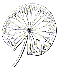 207x239 Drawn Lotus Leave