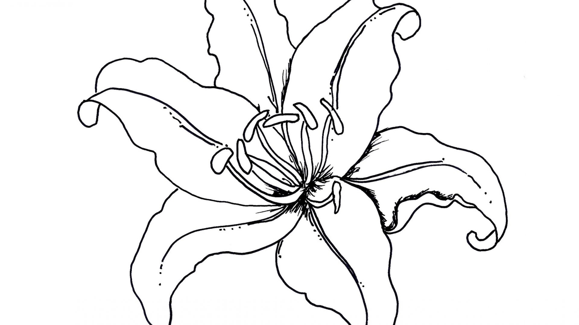 1920x1080 Flower Coloring Pages Fuchsia Water Lily Free Printable Lilies