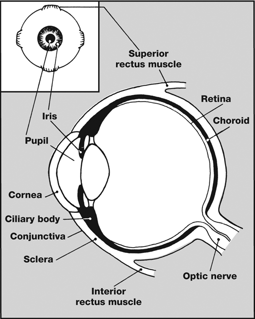 520x652 Your Child's Eyes Patient Education Handouts Pediatric Patient