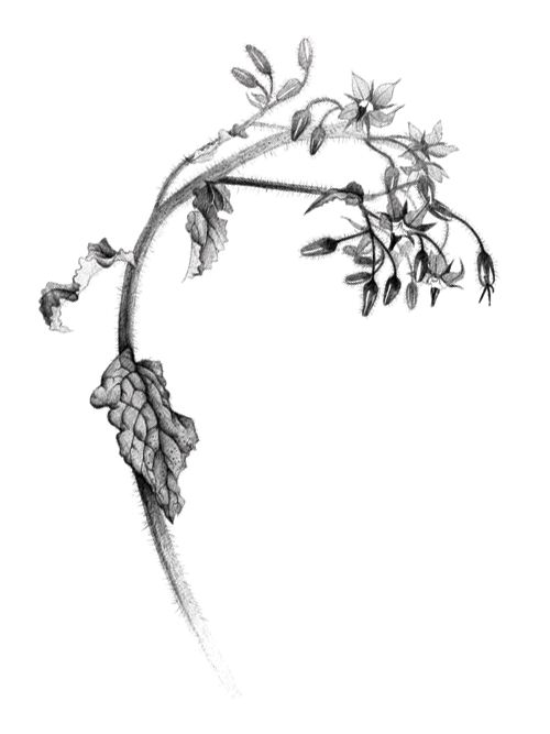 500x667 Black And White Botanical Art