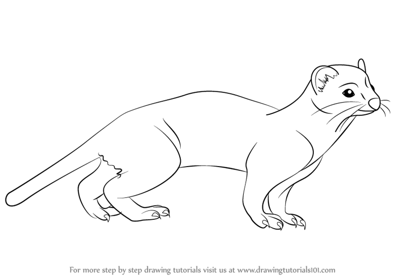 800x566 Learn How To Draw A Short Tailed Weasel (Other Animals) Step By